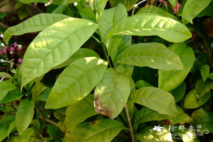 海南赪桐Clerodendrum hainanense 海南赪桐Clerodendrum hainanense