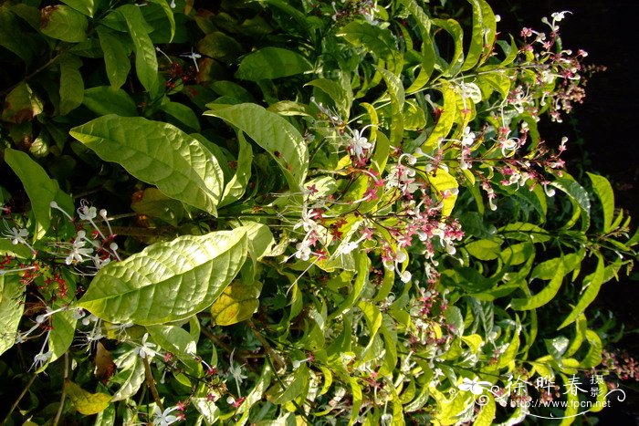 海南赪桐Clerodendrum hainanense