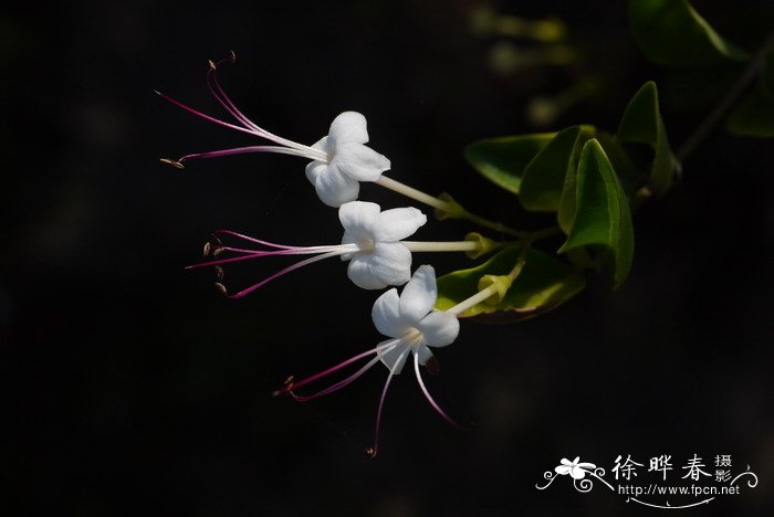 许树Clerodendrum inerme 许树Clerodendrum inerme