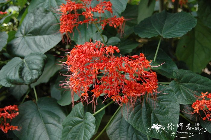 赪桐Clerodendrum japonicum 赪桐Clerodendrum japonicum