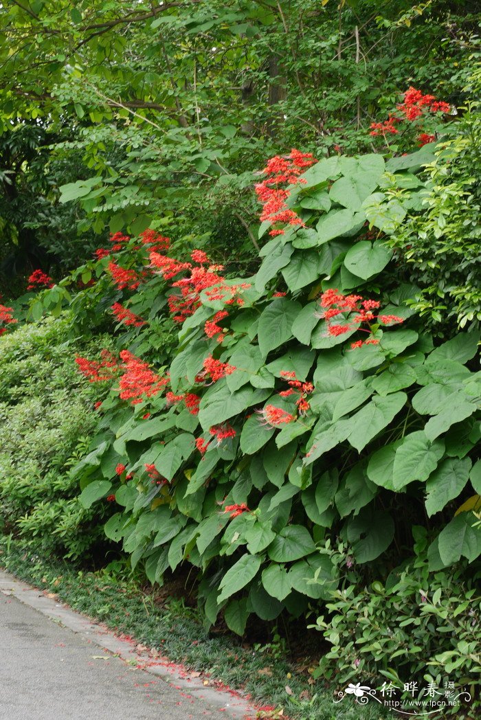 赪桐Clerodendrum japonicum 赪桐Clerodendrum japonicum