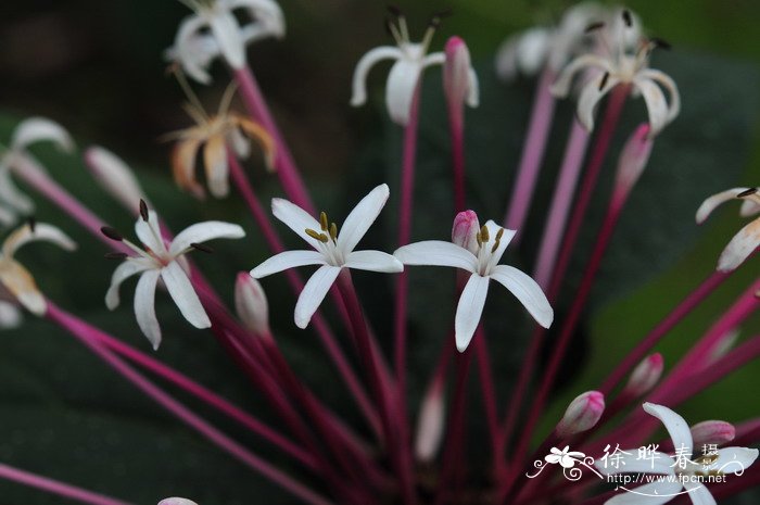 烟火树Clerodendrum quadriloculare 烟火树Clerodendrum quadriloculare