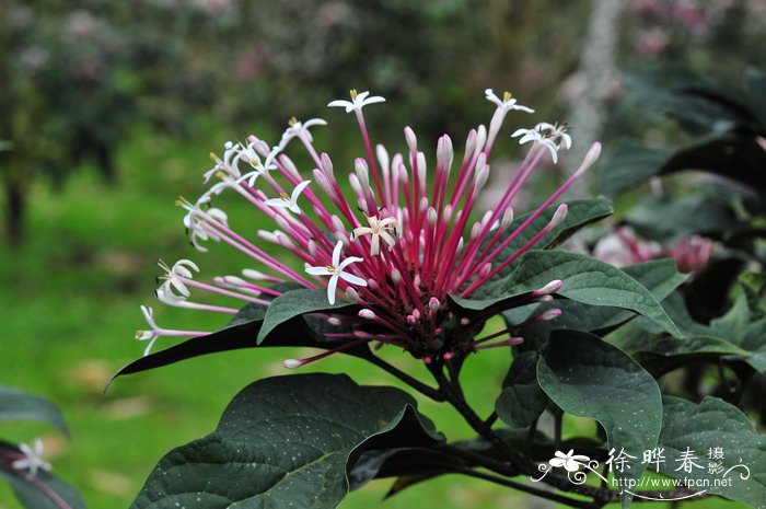 烟火树Clerodendrum quadriloculare 烟火树Clerodendrum quadriloculare