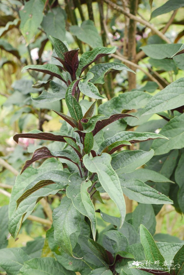 烟火树Clerodendrum quadriloculare 烟火树Clerodendrum quadriloculare