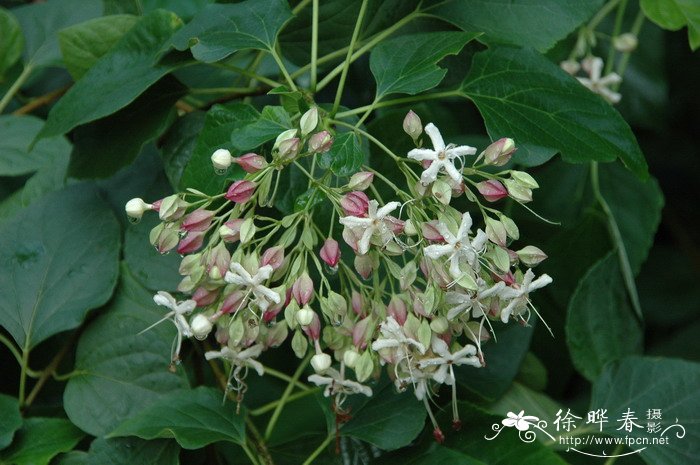 海州常山Clerodendrum trichotomum 海州常山Clerodendrum trichotomum