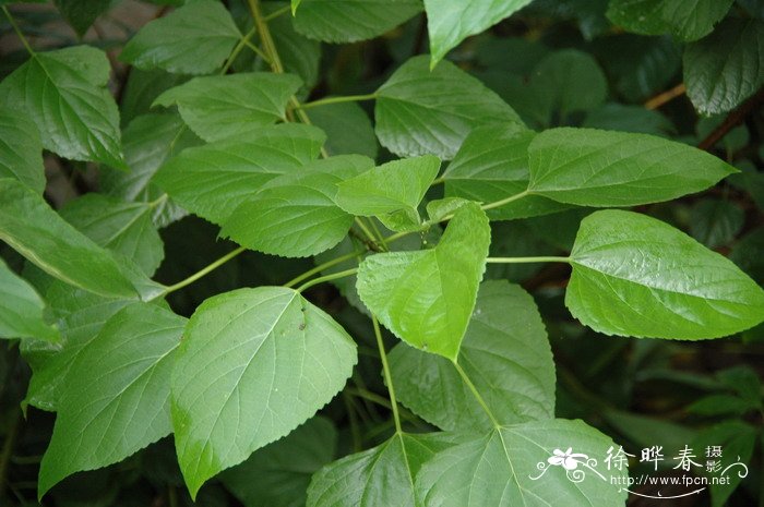 海州常山Clerodendrum trichotomum