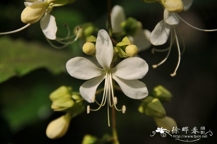 垂茉莉Clerodendrum wallichii 垂茉莉Clerodendrum wallichii