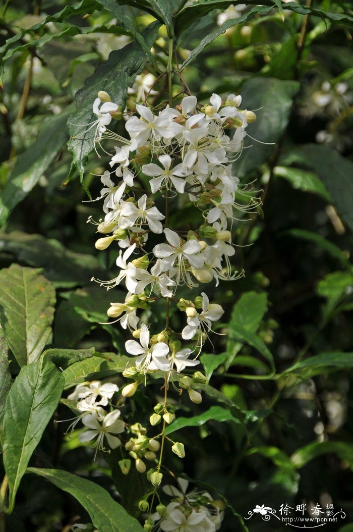 垂茉莉Clerodendrum wallichii