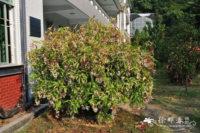 垂茉莉Clerodendrum wallichii 垂茉莉Clerodendrum wallichii