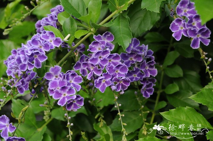假连翘Duranta erecta 假连翘Duranta erecta