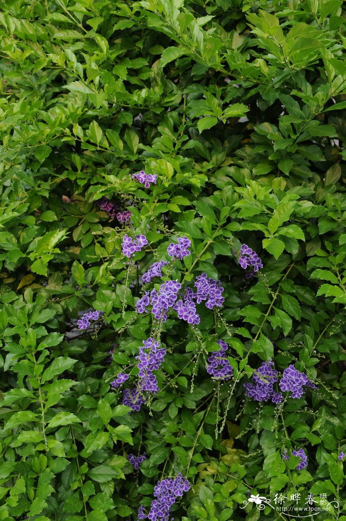 假连翘Duranta erecta 假连翘Duranta erecta