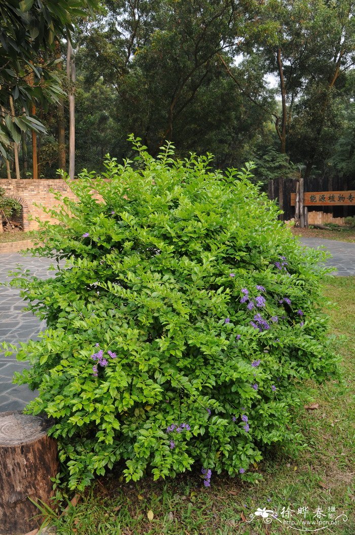 假连翘Duranta erecta 假连翘Duranta erecta