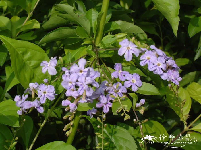 金叶假连翘Duranta repens ‘Golden Leaves’ 金叶假连翘Duranta repens ‘Golden Leaves’