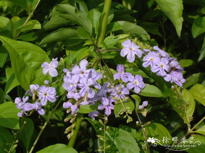 金叶假连翘Duranta repens ‘Golden Leaves’