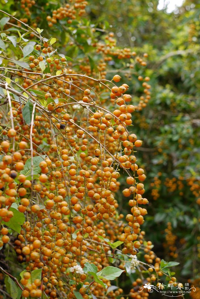 金叶假连翘Duranta repens ‘Golden Leaves’ 金叶假连翘Duranta repens ‘Golden Leaves’