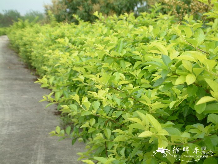 金叶假连翘Duranta repens ‘Golden Leaves’ 金叶假连翘Duranta repens ‘Golden Leaves’