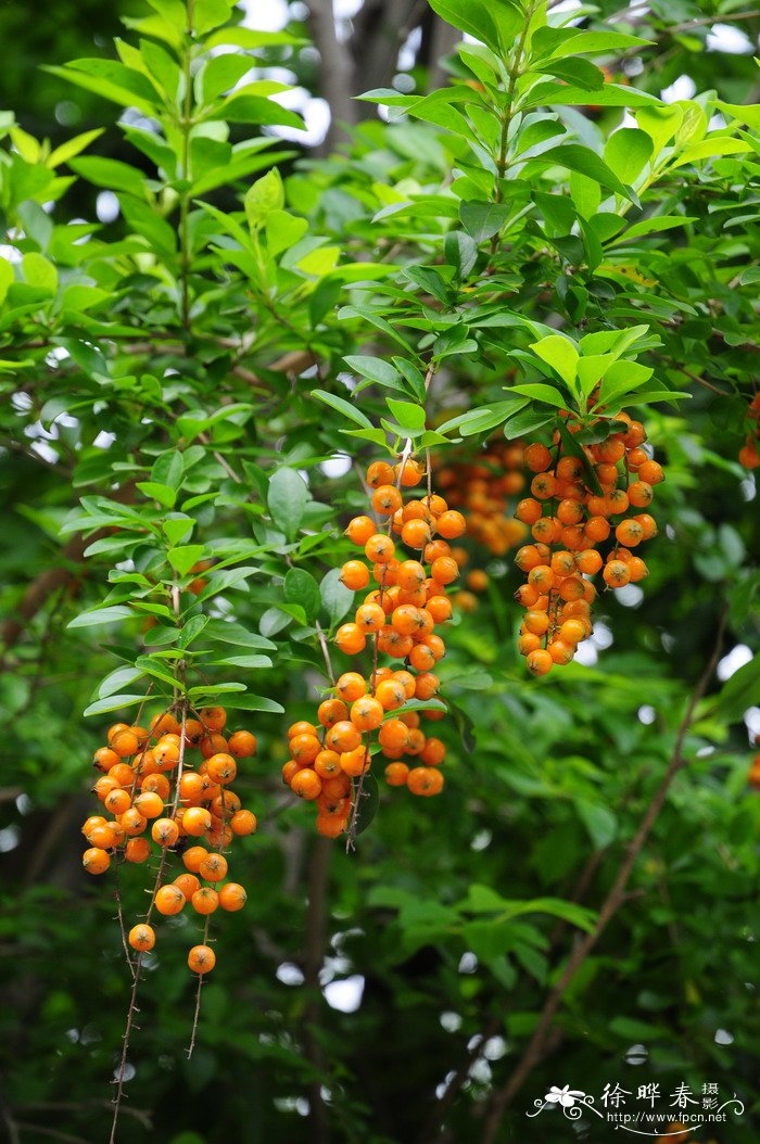 金叶假连翘Duranta repens ‘Golden Leaves’