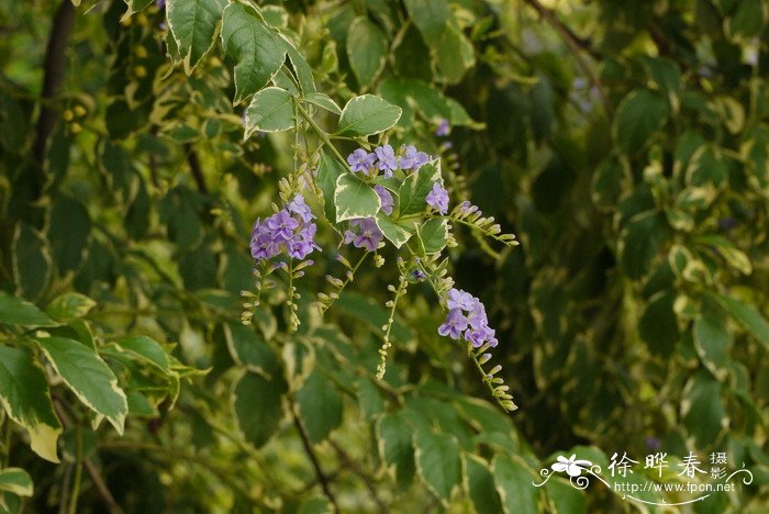 花叶假连翘Duranta repens ‘Variegata’ 花叶假连翘Duranta repens ‘Variegata’