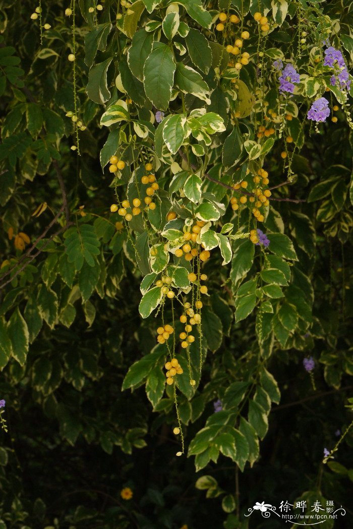 花叶假连翘Duranta repens ‘Variegata’ 花叶假连翘Duranta repens ‘Variegata’