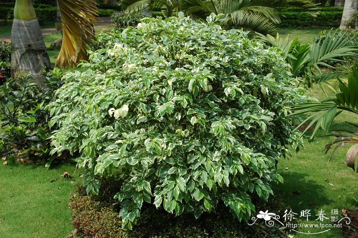 花叶假连翘Duranta repens ‘Variegata’