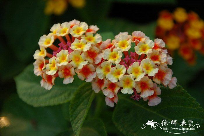 马缨丹Lantana camara 马缨丹Lantana camara