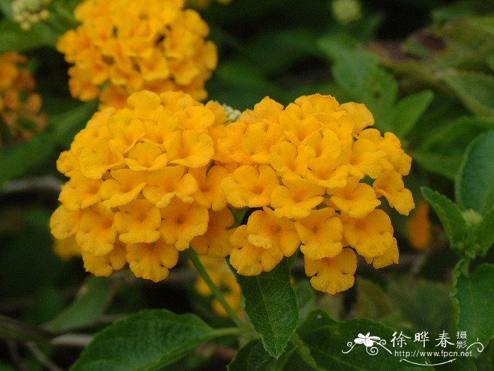马缨丹Lantana camara 马缨丹Lantana camara