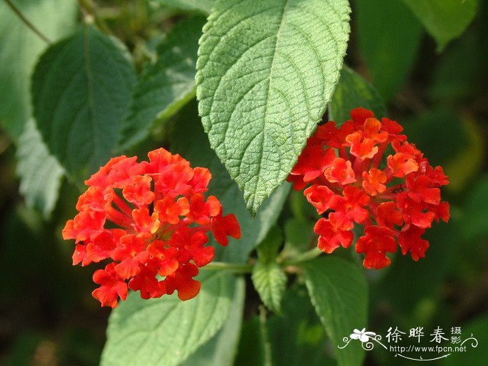 马缨丹Lantana camara 马缨丹Lantana camara