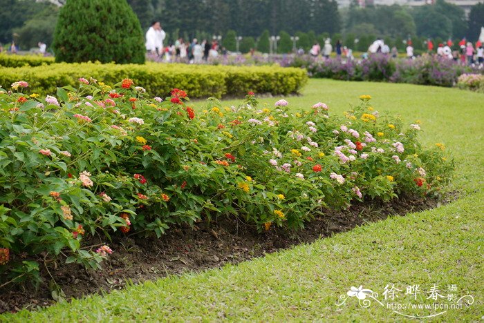 马缨丹Lantana camara 马缨丹Lantana camara