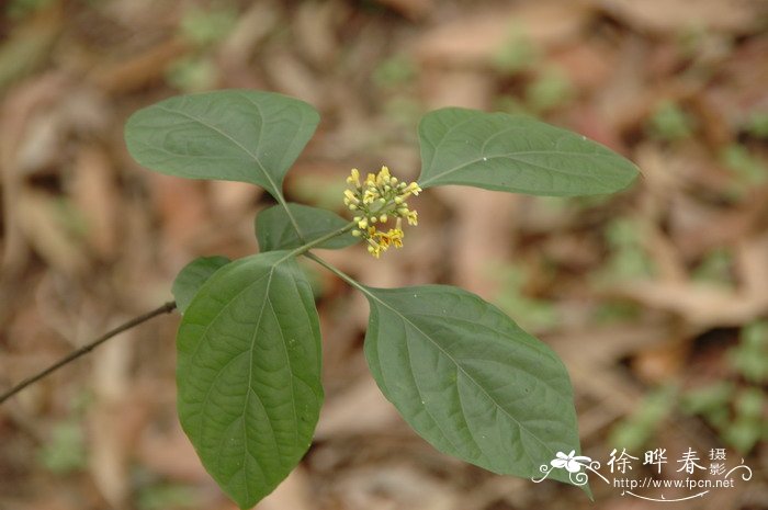 豆腐柴Premna microphylla