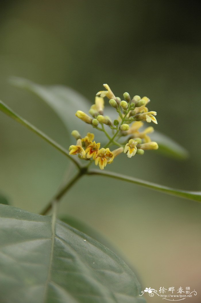 豆腐柴Premna microphylla 豆腐柴Premna microphylla