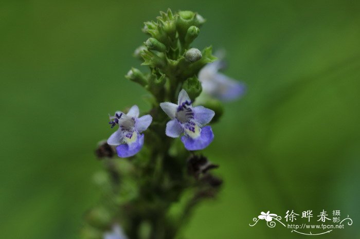 牡荆Vitex negundo var. cannabifolia