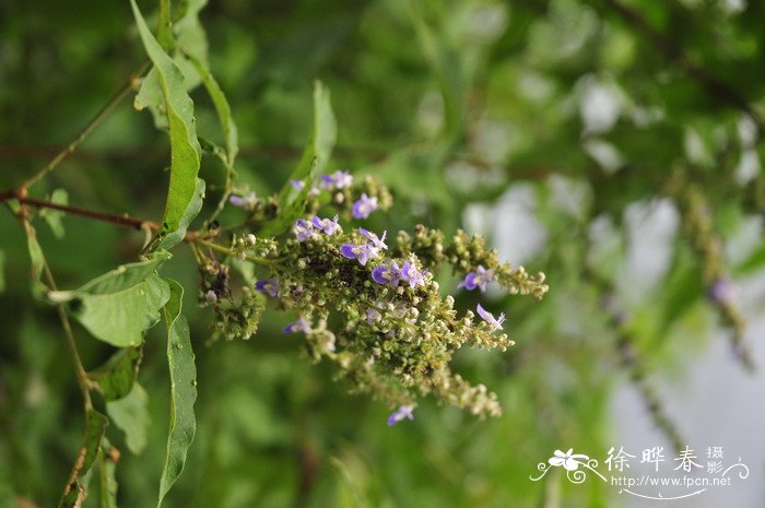 黄荆Vitex negundo 黄荆Vitex negundo