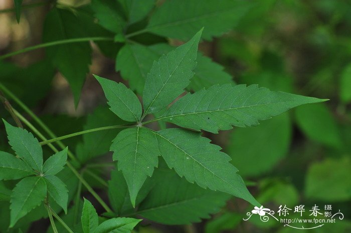 牡荆Vitex negundo var. cannabifolia