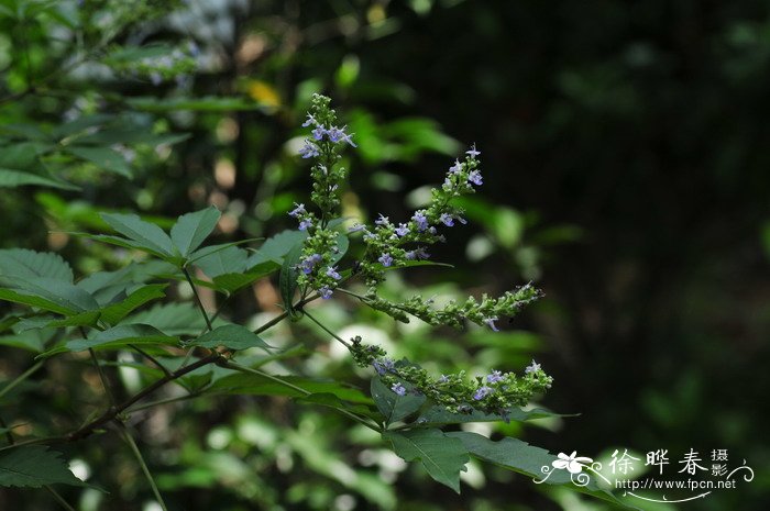 牡荆Vitex negundo var. cannabifolia