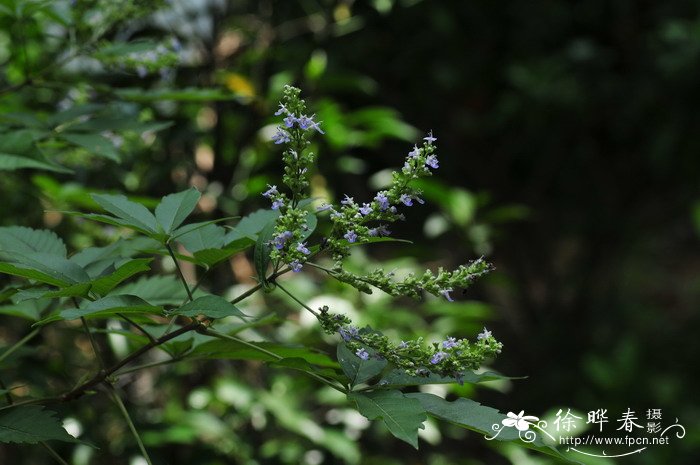 牡荆Vitex negundo var. cannabifolia 牡荆Vitex negundo var. cannabifolia