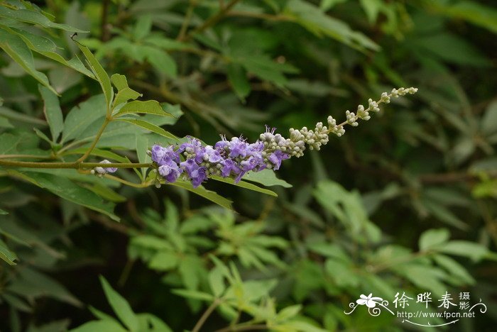 荆条Vitex negundo var. heterophylla 荆条Vitex negundo var. heterophylla
