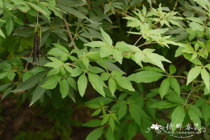 荆条Vitex negundo var. heterophylla 荆条Vitex negundo var. heterophylla