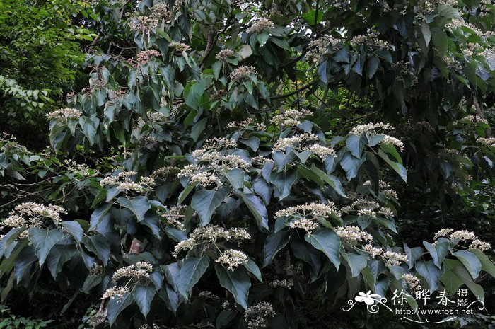 海通Clerodendrum mandarinorum