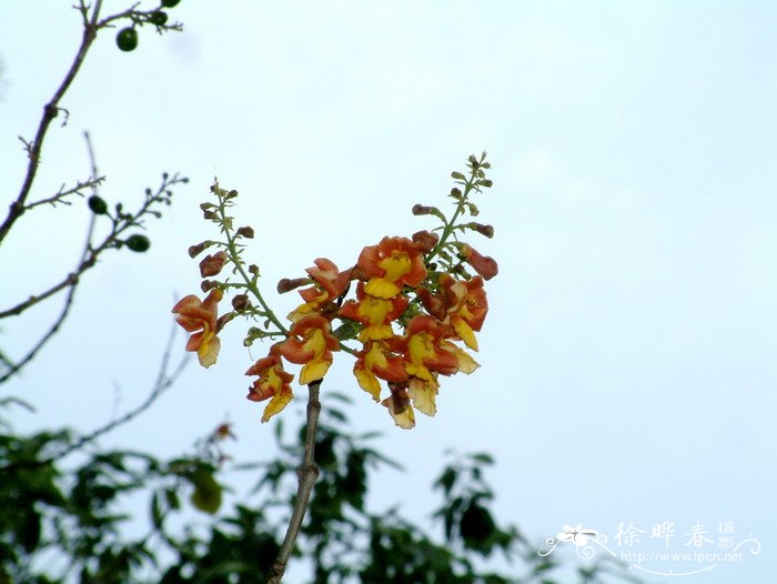 云南石梓Gmelina arborea 云南石梓Gmelina arborea