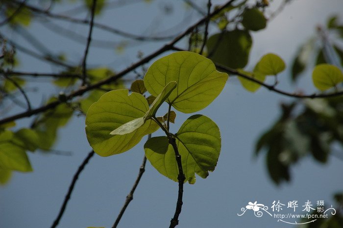 云南石梓Gmelina arborea 云南石梓Gmelina arborea