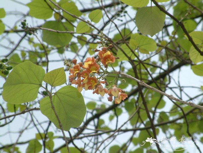 云南石梓Gmelina arborea 云南石梓Gmelina arborea
