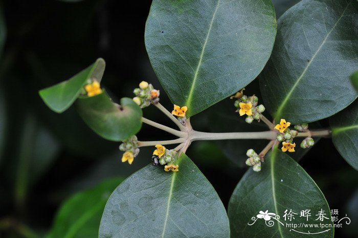 白骨壤Avicennia marina 白骨壤Avicennia marina