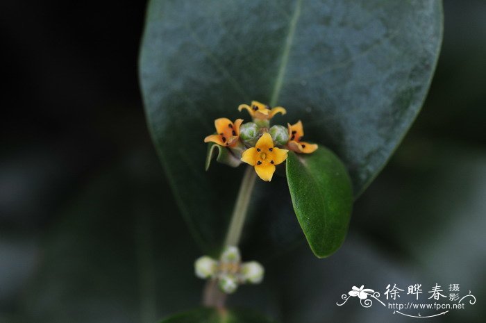 白骨壤Avicennia marina 白骨壤Avicennia marina