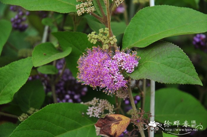 杜虹花Callicarpa formosana 杜虹花Callicarpa formosana