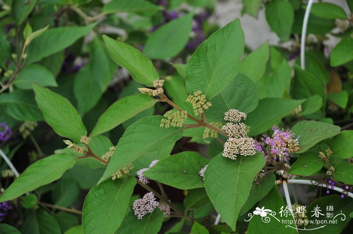 杜虹花Callicarpa formosana 杜虹花Callicarpa formosana