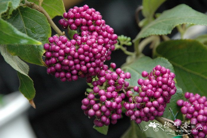 杜虹花Callicarpa formosana 杜虹花Callicarpa formosana