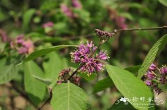 老鸦糊Callicarpa giraldii
