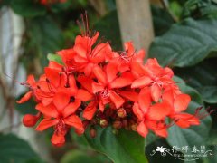 艳赪桐Clerodendrum splendens