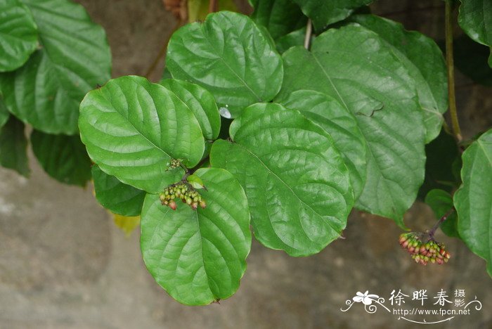 艳赪桐Clerodendrum splendens