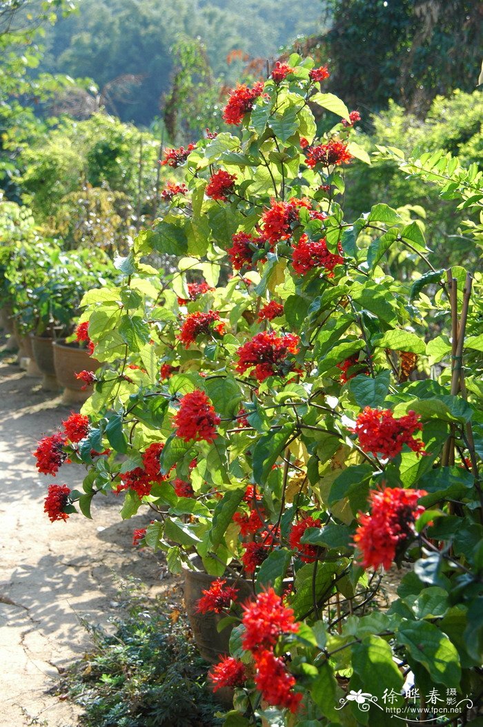 艳赪桐Clerodendrum splendens 艳赪桐Clerodendrum splendens